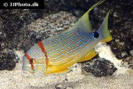 symphorichthys spilurus symphorichthys spilurus