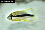 symphorichthys spilurus symphorichthys spilurus