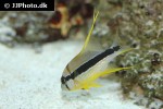 symphorichthys spilurus symphorichthys spilurus