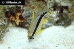 symphorichthys spilurus symphorichthys spilurus