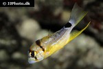 symphorichthys spilurus symphorichthys spilurus
