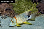symphorichthys spilurus symphorichthys spilurus
