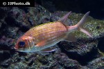 holocentrus rufus holocentrus rufus