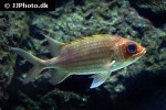 holocentrus rufus holocentrus rufus