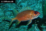 holocentrus rufus holocentrus rufus