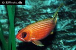 holocentrus rufus holocentrus rufus