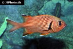 myripristis berndti myripristis berndti