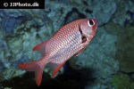 myripristis berndti myripristis berndti