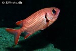 myripristis berndti myripristis berndti