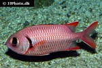 myripristis berndti myripristis berndti