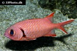 myripristis berndti myripristis berndti