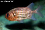 myripristis hexagona myripristis hexagona