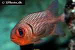 myripristis hexagona myripristis hexagona