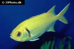 myripristis jacobus myripristis jacobus