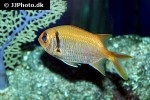 myripristis jacobus myripristis jacobus