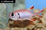 myripristis kuntee myripristis kuntee