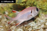 myripristis kuntee myripristis kuntee