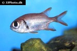 myripristis kuntee myripristis kuntee