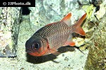 myripristis kuntee myripristis kuntee