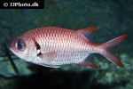 myripristis kuntee myripristis kuntee