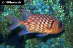 myripristis murdjan myripristis murdjan