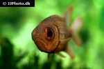 myripristis murdjan myripristis murdjan