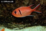 myripristis murdjan myripristis murdjan