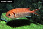myripristis murdjan myripristis murdjan