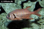 myripristis murdjan myripristis murdjan