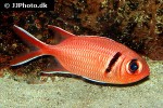 myripristis murdjan myripristis murdjan