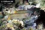 neoniphon argenteus neoniphon argenteus