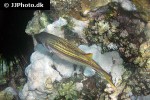 neoniphon argenteus neoniphon argenteus