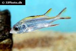 neoniphon sammara neoniphon sammara