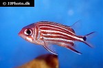 sargocentron cornutum sargocentron cornutum