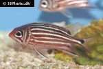 sargocentron cornutum sargocentron cornutum