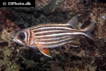 sargocentron cornutum sargocentron cornutum