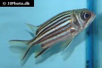 sargocentron vexillarium sargocentron vexillarium