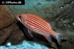 sargocentron xantherythrum sargocentron xantherythrum