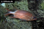 sargocentron xantherythrum sargocentron xantherythrum