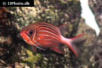 sargocentron xantherythrum sargocentron xantherythrum