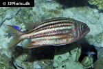 sargocentron xantherythrum sargocentron xantherythrum