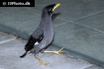 acridotheres javanicus white vented myna acridotheres javanicus white vented myna