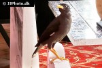 acridotheres tristis common myna acridotheres tristis common myna