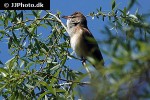 acrocephalus arundinaceus great reed warbler acrocephalus arundinaceus great reed warbler