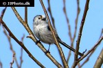 aegithalos caudatus long tailed tit aegithalos caudatus long tailed tit