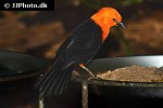 amblyramphus holosericeus scarlet headed blackbird amblyramphus holosericeus scarlet headed blackbird
