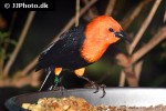 amblyramphus holosericeus scarlet headed blackbird amblyramphus holosericeus scarlet headed blackbird