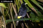 cacicus cela yellow rumped cacique cacicus cela yellow rumped cacique