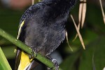 cacicus cela yellow rumped cacique cacicus cela yellow rumped cacique