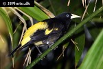 cacicus cela yellow rumped cacique cacicus cela yellow rumped cacique